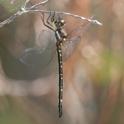 Eusynthemis nigra female-221001